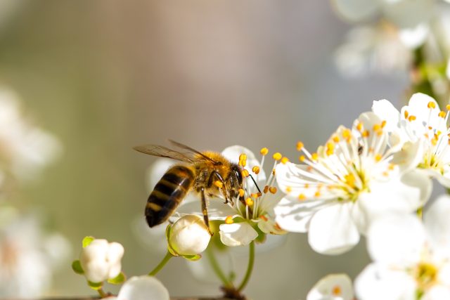 Včela | foto: Shutterstock