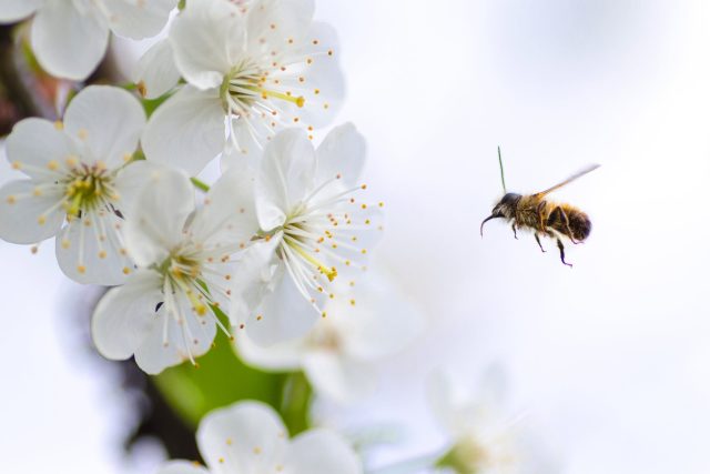 Včela | foto: Pexels,  CC0 1.0