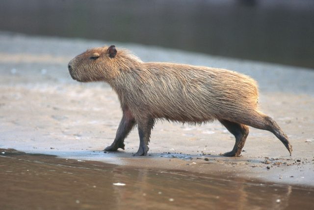 Kapybary mohou vážit až 80 kg | foto: Fotobanka Profimedia