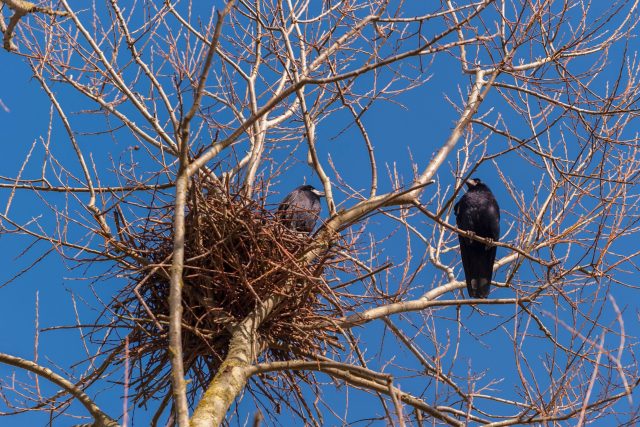 Havrani,  hnízdo,  ptáci | foto: Fotobanka Profimedia
