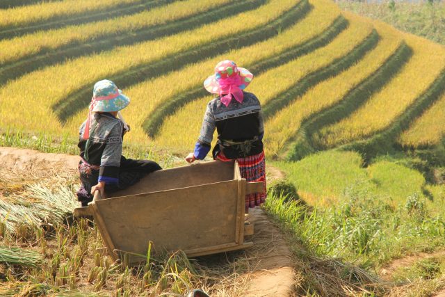 Terasovitá pole s rýží jsou typická pro sever Vietnamu | foto: Magdaléna Radostová