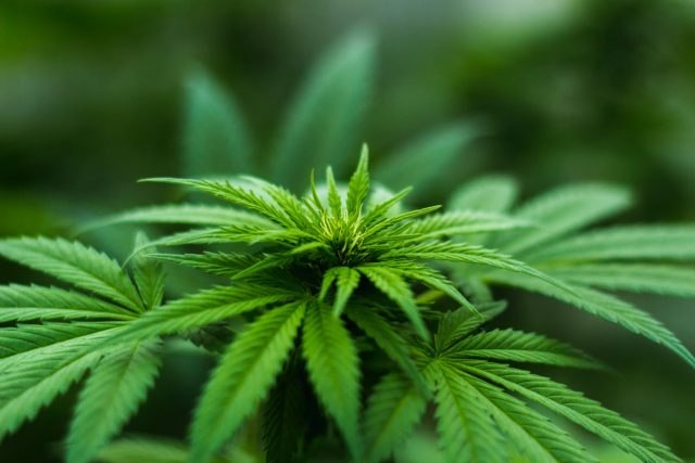 Marihuana - cannabis | foto: Pexels,  CC0 1.0