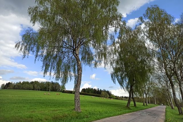 Břízy jsou typickým stromem pro Kameničky a okolí | foto: Lenka Adámková