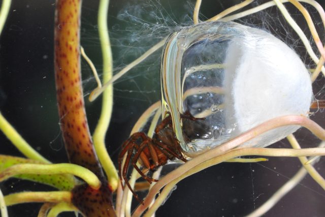 Vodouch stříbřitý  (Argyroneta aquatica) v pavučinovém zvonu se vzduchovou bublinou | foto: Jan Dolanský