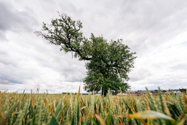 Mrákotínská hrušeň stojí osamoceně v poli | foto: Tomáš Kalous,  Strom roku