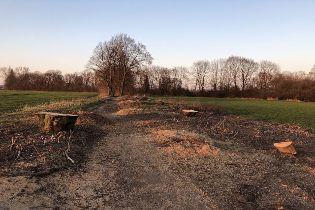 Na trase severovýchodního obchvatu Pardubic už dělníci vykáceli stromy | foto: Honza Ptáček,  Český rozhlas