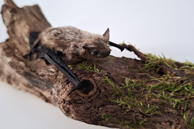 Vycpaný exemplář netopýra nejmenšího je součástí biologické sbírky svitavského muzea | foto: Tereza Brázdová,  Český rozhlas