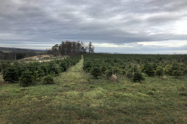 Na plantáži v Českých Lhoticích mají přibližně 60 tisíc vánočních stromků | foto: Josef Kopecký,  Český rozhlas