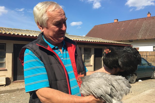 Předseda chovatelů Svinčany Josef Blažek se zakrslými kočinkami | foto: Jitka Slezáková,  Český rozhlas