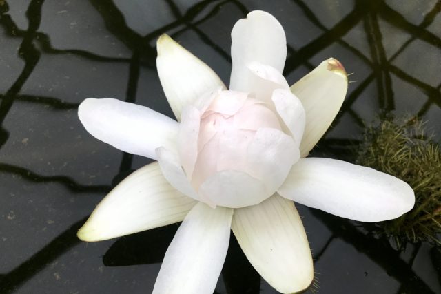 Žbirkův Biely kvet měl být původně černý,  připomíná Marie Tomsová | foto: Lucie Fürstová,  Český rozhlas
