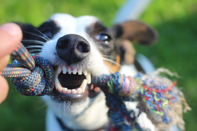 pes,  chrup,  psí hračka | foto: Fotobanka Pixabay