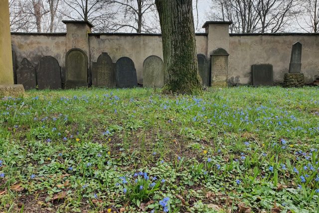 Staré pomníky ze Židova přestěhovali v roce 1939 na nový židovský hřbitov v Jesničánkách | foto: Šárka Kuchtová,  Český rozhlas