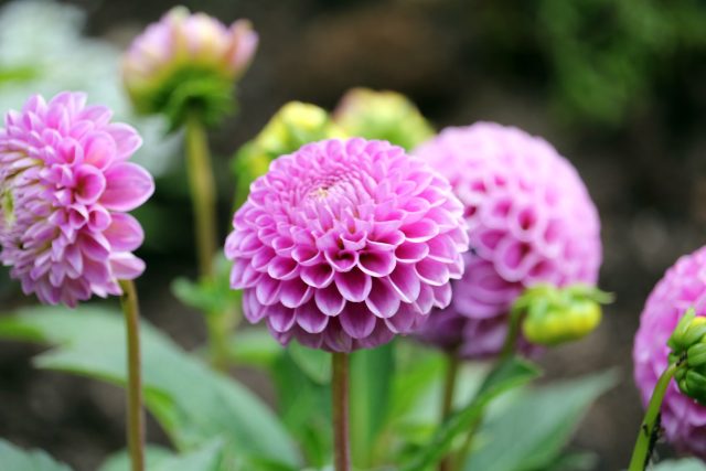 Růžově kvetoucí jiřiny | foto: Shutterstock