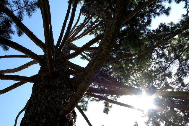 Pohled do koruny borovice černé v arboretu Hamzovy odborné léčebny v Luži | foto: Tereza Brázdová,  Český rozhlas