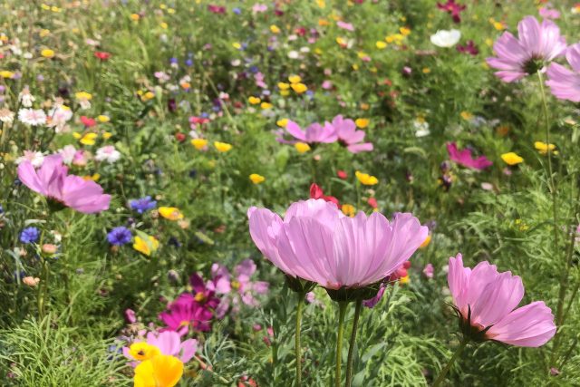 Jako na louce. V Chrudimi na některých plochách vyseli pestrobarevné květy,  které lákají hmyz | foto: Josef Kopecký,  Český rozhlas