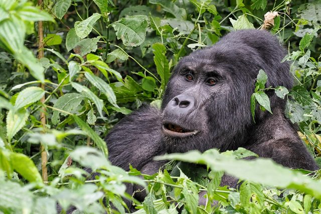 Gorila nížinná v džungli | foto: Vladimír Lemberk