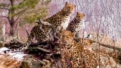 V Rusku zaznamenali samici ohroženého levharta mandžuského hned se třemi mláďaty. Natočila je fotopast v národním parku Země leoparda nedaleko Vladivostoku